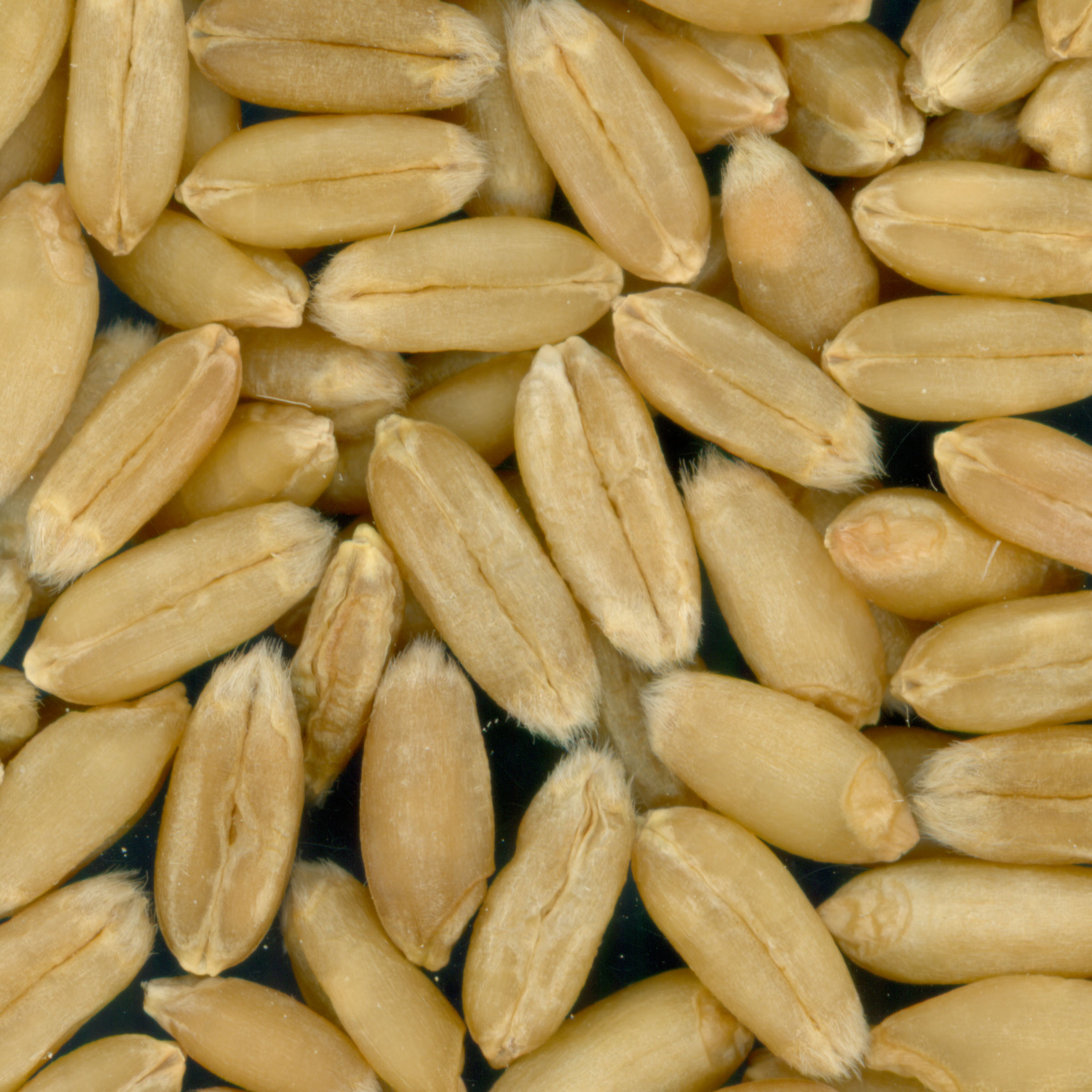 Click for 3 image(s) for this accession. KERNELS